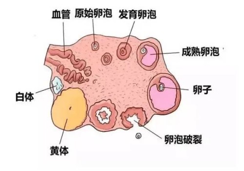 杭州代生代怀机构：﻿人工授精对男性有要求，精子符合标准才能做